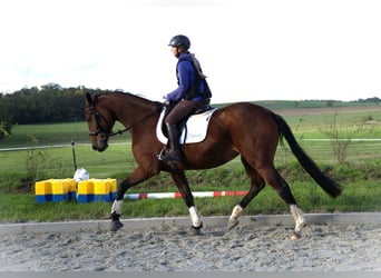 Oldenburgo, Yegua, 3 años, 170 cm, Castaño