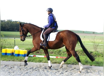 Oldenburgo, Yegua, 3 años, 170 cm, Castaño