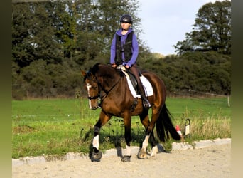 Oldenburgo, Yegua, 3 años, 170 cm, Castaño