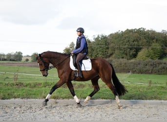 Oldenburgo, Yegua, 3 años, 170 cm, Castaño