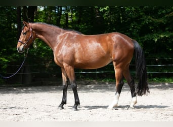 Oldenburgo, Yegua, 3 años, 170 cm, Castaño