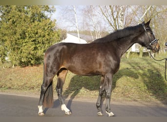 Oldenburgo, Yegua, 3 años, 170 cm, Castaño oscuro