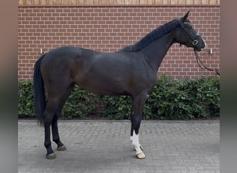 Oldenburgo, Yegua, 3 años, 170 cm, Negro