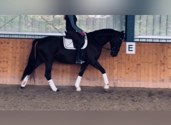 Oldenburgo, Yegua, 3 años, 170 cm, Negro