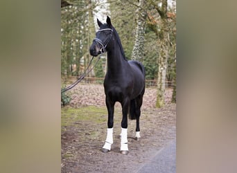Oldenburgo, Yegua, 3 años, 170 cm, Negro