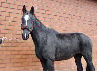 Oldenburgo, Yegua, 3 años, 170 cm, Negro