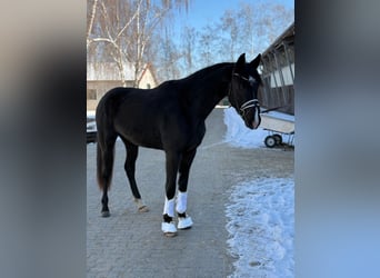 Oldenburgo, Yegua, 3 años, 170 cm, Negro