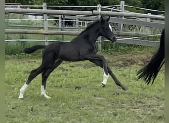 Oldenburgo, Yegua, 3 años, 170 cm, Negro