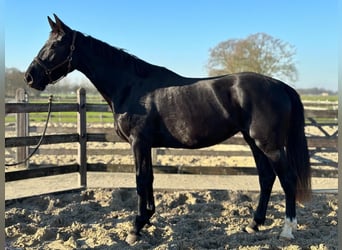 Oldenburgo, Yegua, 3 años, 170 cm, Negro