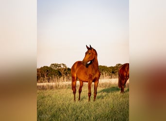 Oldenburgo, Yegua, 3 años, 172 cm, Buckskin/Bayo