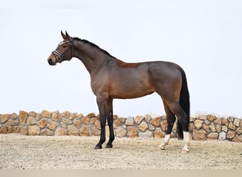 Oldenburgo, Yegua, 3 años, 173 cm, Castaño