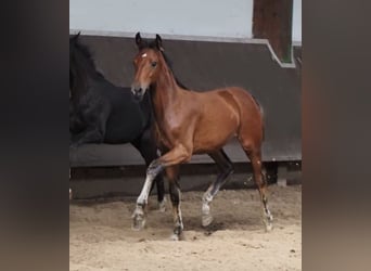 Oldenburgo, Yegua, 3 años, Castaño