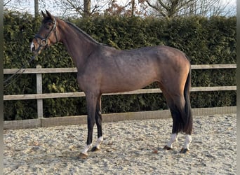 Oldenburgo, Yegua, 3 años, Castaño oscuro