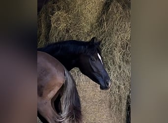 Oldenburgo, Yegua, 3 años, Negro