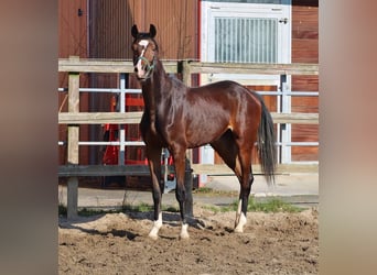 Oldenburgo, Yegua, 4 años, 154 cm, Castaño