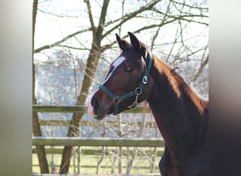 Oldenburgo, Yegua, 4 años, 154 cm, Castaño