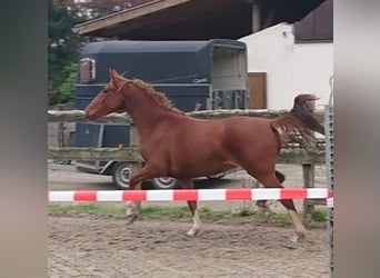 Oldenburgo, Yegua, 4 años, 156 cm, Alazán
