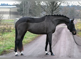 Oldenburgo, Yegua, 4 años, 156 cm, Castaño oscuro