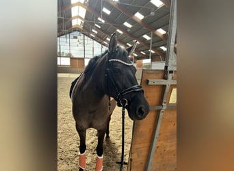 Oldenburgo Mestizo, Yegua, 4 años, 157 cm, Grullo