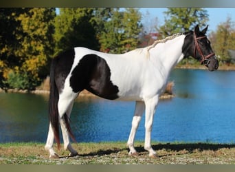 Oldenburgo, Yegua, 4 años, 157 cm, Pío