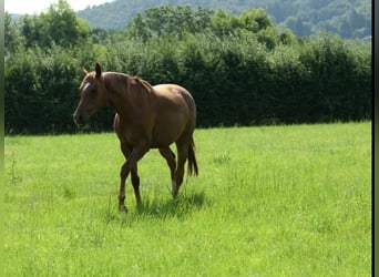 Oldenburgo, Yegua, 4 años, 160 cm, Alazán