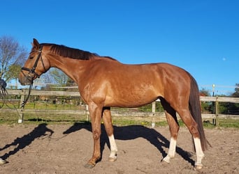 Oldenburgo, Yegua, 4 años, 160 cm, Alazán