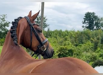 Oldenburgo, Yegua, 4 años, 160 cm, Castaño