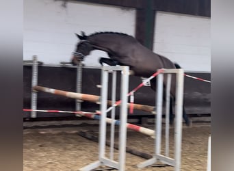 Oldenburgo, Yegua, 4 años, 160 cm, Castaño oscuro