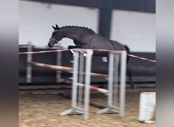 Oldenburgo, Yegua, 4 años, 160 cm, Castaño oscuro