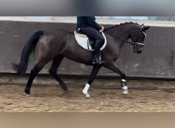 Oldenburgo, Yegua, 4 años, 160 cm, Castaño oscuro