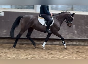 Oldenburgo, Yegua, 4 años, 160 cm, Castaño oscuro