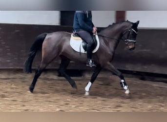 Oldenburgo, Yegua, 4 años, 160 cm, Castaño oscuro