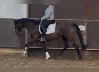 Oldenburgo, Yegua, 4 años, 160 cm, Castaño oscuro