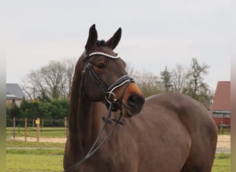 Oldenburgo, Yegua, 4 años, 160 cm, Castaño oscuro