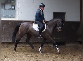 Oldenburgo, Yegua, 4 años, 160 cm, Castaño oscuro