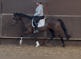 Oldenburgo, Yegua, 4 años, 160 cm, Castaño oscuro