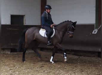 Oldenburgo, Yegua, 4 años, 160 cm, Castaño oscuro