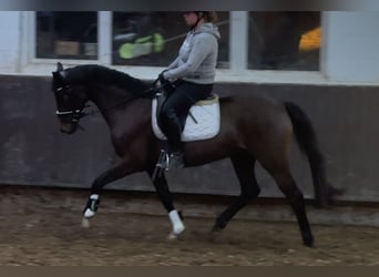 Oldenburgo, Yegua, 4 años, 160 cm, Castaño oscuro