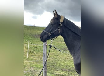 Oldenburgo, Yegua, 4 años, 160 cm, Negro