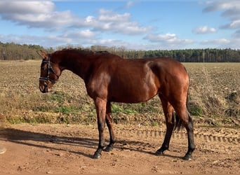 Oldenburgo, Yegua, 4 años, 161 cm, Castaño