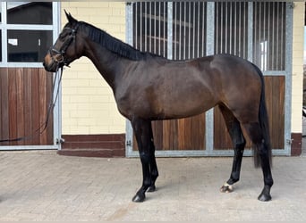 Oldenburgo, Yegua, 4 años, 161 cm, Castaño oscuro