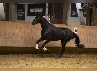 Oldenburgo, Yegua, 4 años, 161 cm, Negro