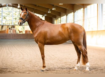 Oldenburgo, Yegua, 4 años, 162 cm, Alazán