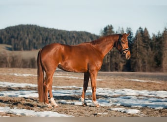 Oldenburgo, Yegua, 4 años, 162 cm, Alazán-tostado