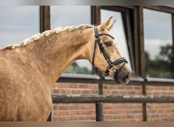 Oldenburgo, Yegua, 4 años, 162 cm, Palomino