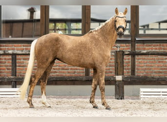 Oldenburgo, Yegua, 4 años, 162 cm, Palomino