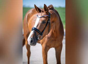 Oldenburgo, Yegua, 4 años, 163 cm, Alazán-tostado