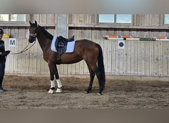 Oldenburgo, Yegua, 4 años, 163 cm, Castaño