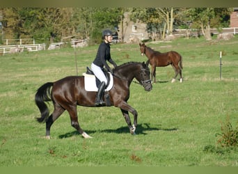 Oldenburgo, Yegua, 4 años, 163 cm, Negro