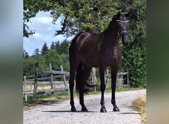 Oldenburgo, Yegua, 4 años, 163 cm, Negro